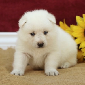 Pomsky Puppy Travis