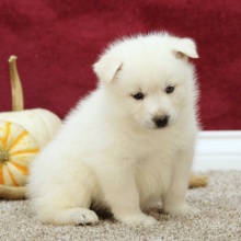 Pomsky Puppy Travis