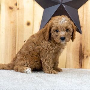 Cavapoo Puppy Kendrick