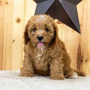 Cavapoo Puppy Kendrick