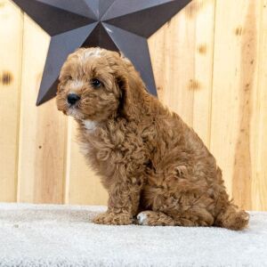 Cavapoo Puppy Kendrick
