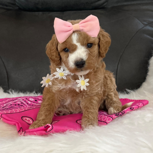 Goldendoodle Puppy Pixie Dust