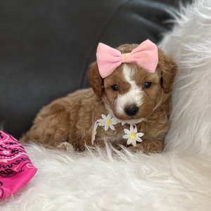 Goldendoodle Puppy Pixie Dust