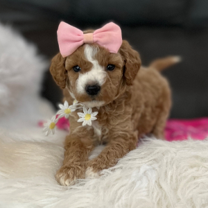 Goldendoodle Puppy Pixie Dust