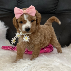 Goldendoodle Puppy Pixie Dust