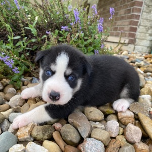 Siberian Husky Puppy Jodi
