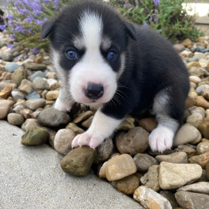 Siberian Husky Puppy Jodi