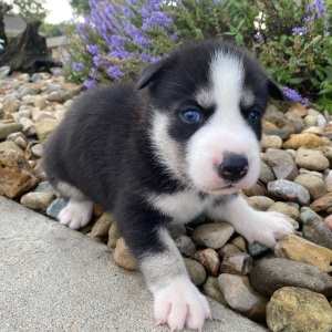 Siberian Husky Puppy Jodi