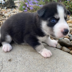 Siberian Husky Puppy Jodi