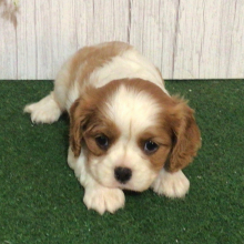 Cavalier King Charles Spaniel Puppy Kayla