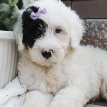 Portuguese Water Dog Puppy Britt