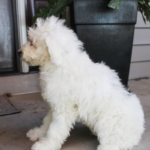 Portuguese Water Dog Puppy Britt