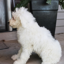 Portuguese Water Dog Puppy Britt