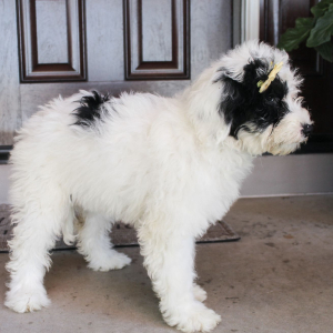 Portuguese Water Dog Puppy Britt