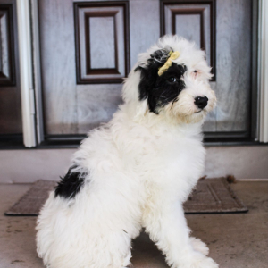 Portuguese Water Dog Puppy Britt