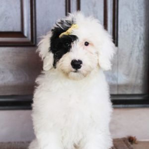 Portuguese Water Dog Puppy Britt