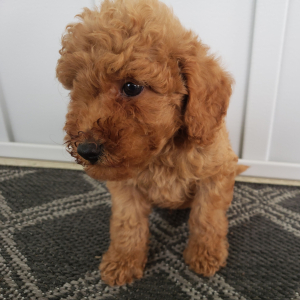 Goldendoodle Puppy Pumpkin