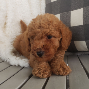 Goldendoodle Puppy Pumpkin
