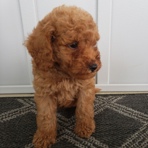 Goldendoodle Puppy Pumpkin