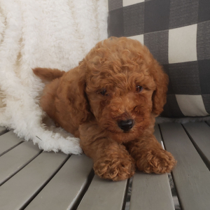 Goldendoodle Puppy Pumpkin