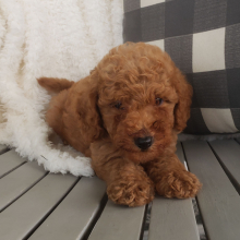 Goldendoodle Puppy Pumpkin