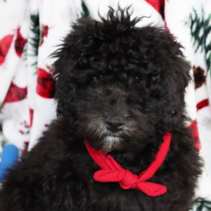 Aussiedoodle Puppy Harley