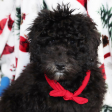 Aussiedoodle Puppy Harley