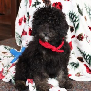 Aussiedoodle Puppy Harley