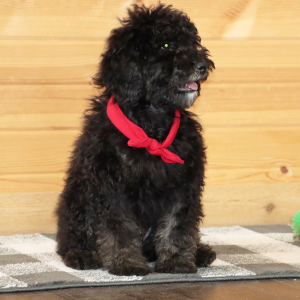 Aussiedoodle Puppy Harley
