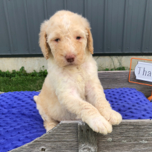 Labradoodle Puppy Charlie