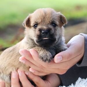 Cairn Terrier Puppy Pluto