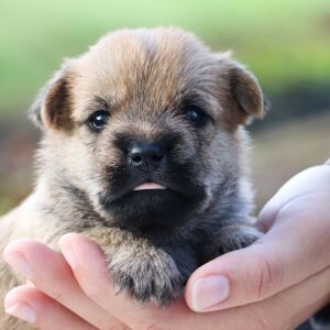 Cairn Terrier Puppy Pluto