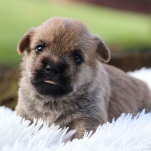 Cairn Terrier Puppy Pluto