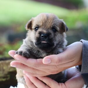 Cairn Terrier Puppy Pluto