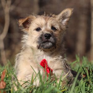Cairn Terrier Puppy Pluto