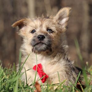 Cairn Terrier Puppy Pluto