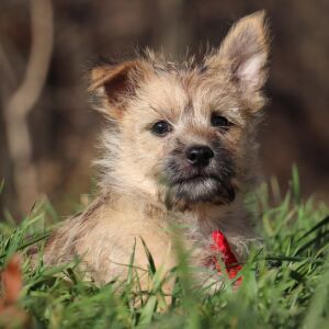 Cairn Terrier Puppy Pluto