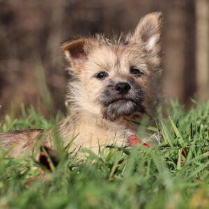 Cairn Terrier Puppy Pluto