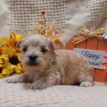 Maltipoo Puppy Buddy