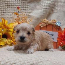 Maltipoo Puppy Buddy