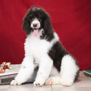 Poodle Puppy Ellie