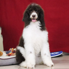 Poodle Puppy Ellie