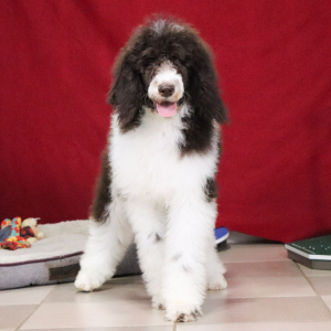 Poodle Puppy Ellie