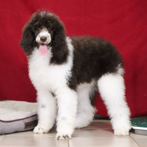 Poodle Puppy Ellie