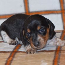 Dachshund Puppy Cora