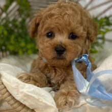 Poodle Puppy Flirty