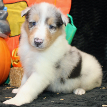 Collie Puppy Jaxx