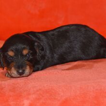 Dachshund Puppy Waddles