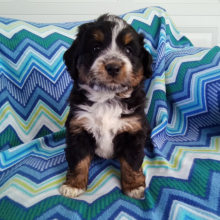 Bernedoodle Puppy Gigi