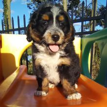 Bernedoodle Puppy Gigi